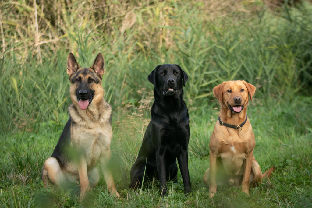 3 chiens de races différentes