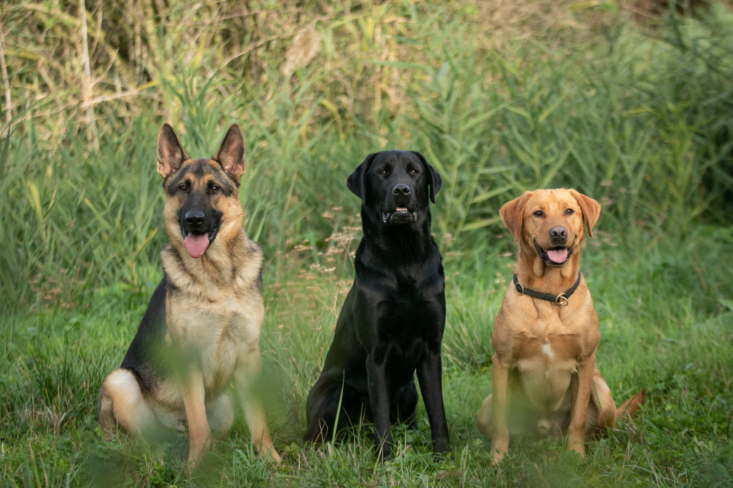 Panneau Chien guide d'aveugle