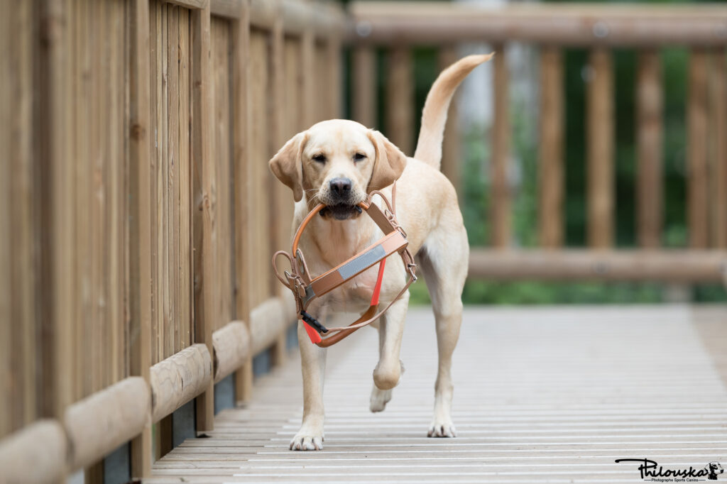 Nawak - Chiot labrador sable