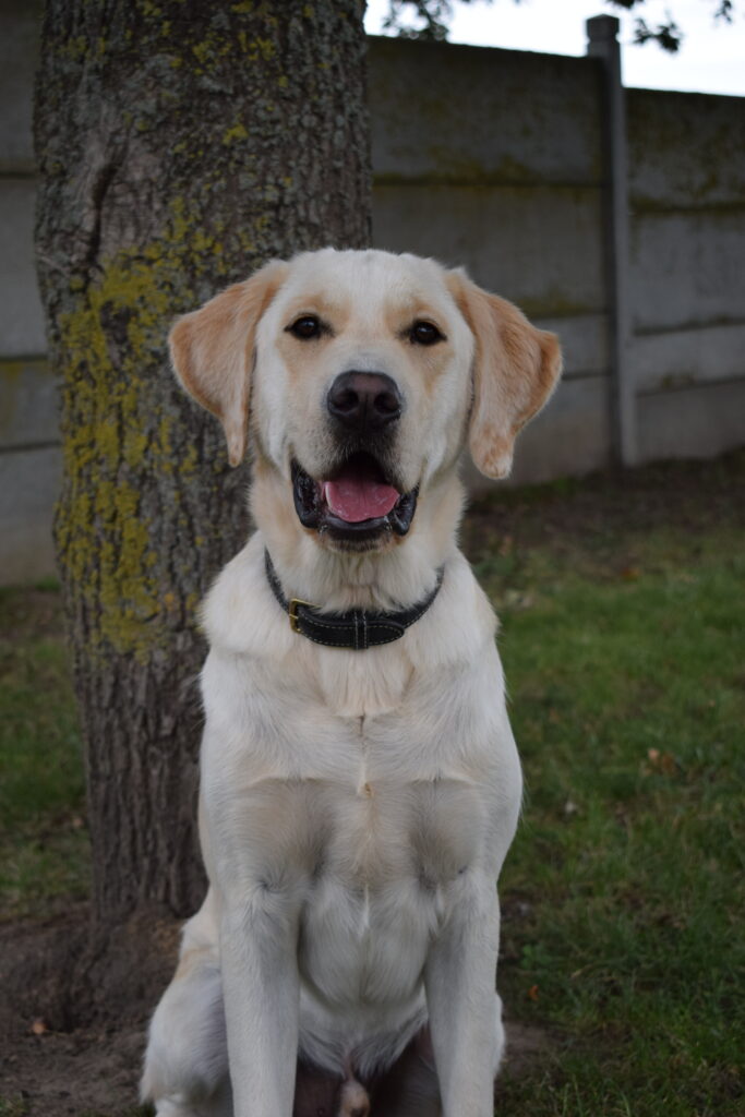 Le labrador croisé golden, Mika