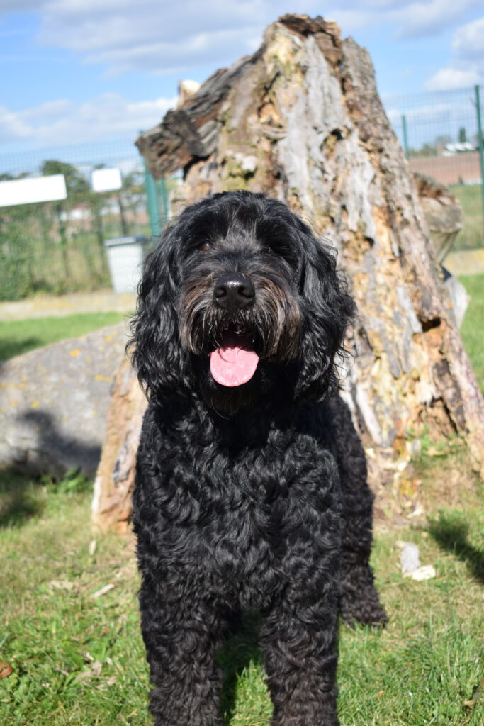 Le labradoodle, Lyzo