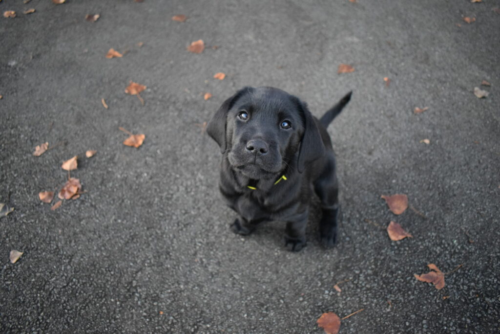 Photo 1 - Nom d'un chien en S - chiot labrador noir