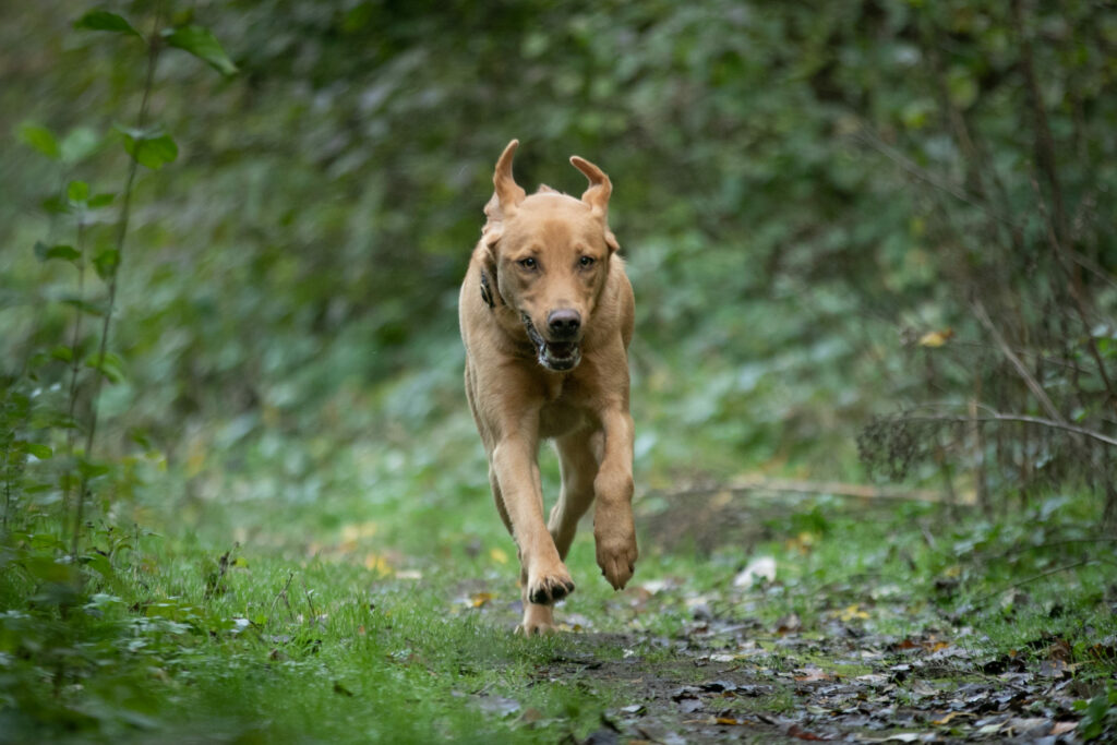 Samba petit chien grand destin