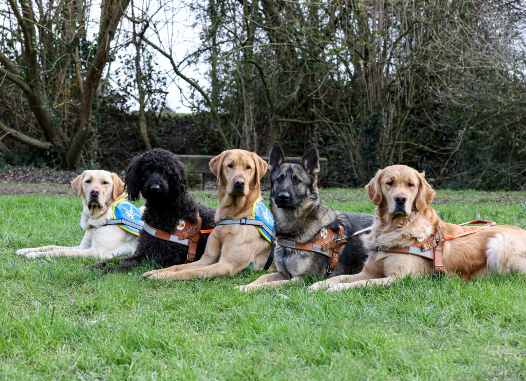 parcours du chiens guides