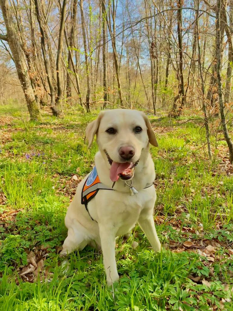 automne, dangers pour nos chiens - un chien guide retraité labrador sable joue dans la forêt