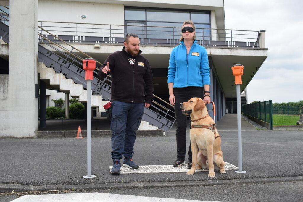 Photo d'un cours d'éducation d'un chien guide