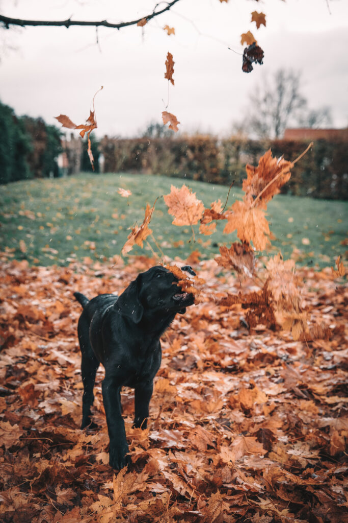 nom chien T - chiot labrador noir qui joue dans les feuilles