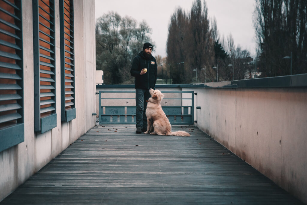 devenir éducateur ou moniteur de chiens guides