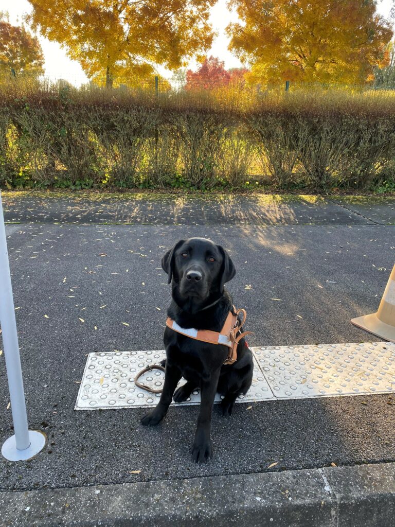 Remise de Perro à Thierry Dargaisse