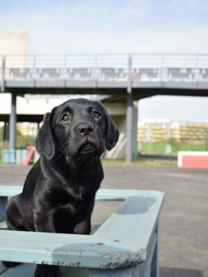 Thaï - femelle labrador noire