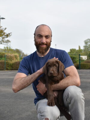 Thor - Mâle labrador chocolat