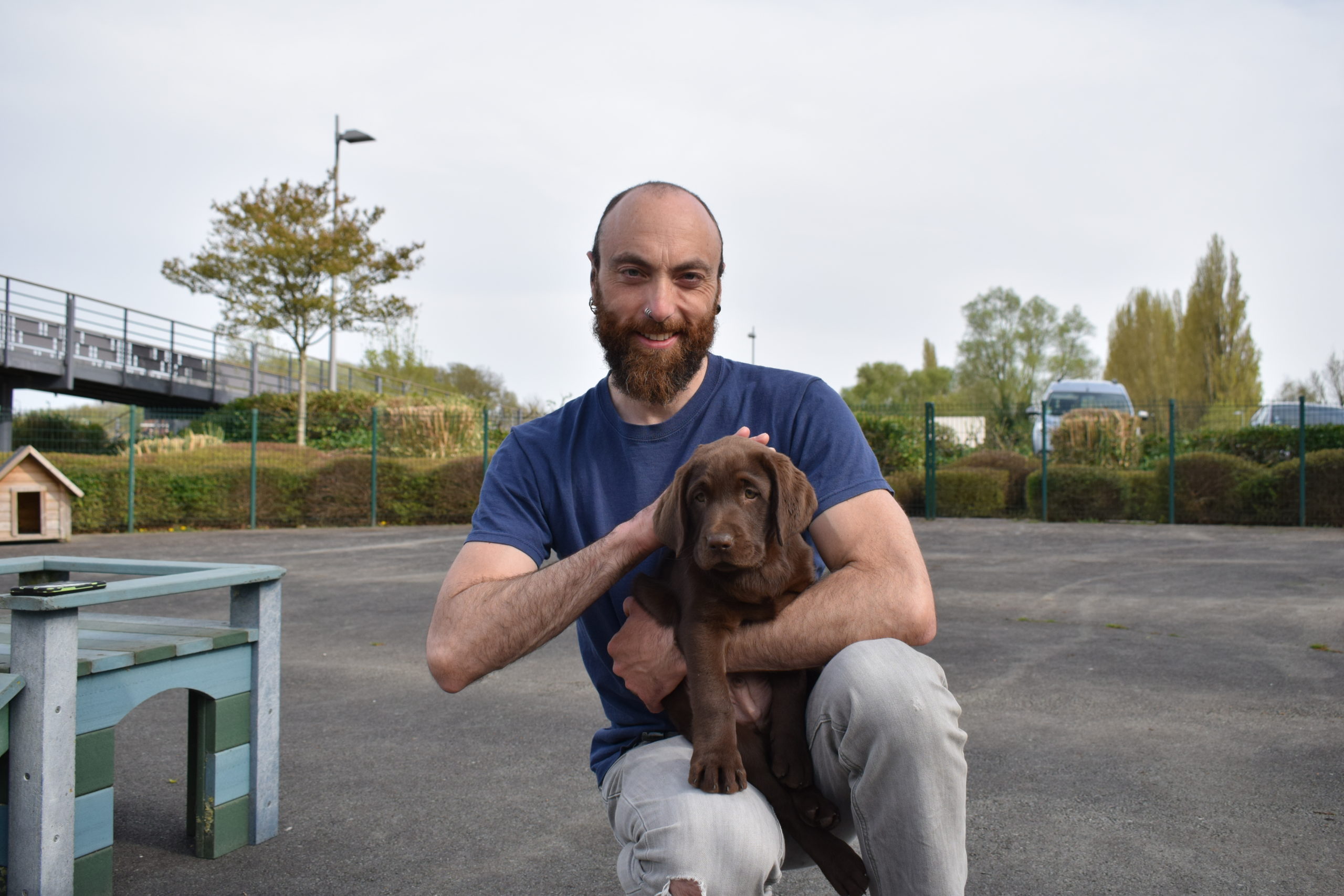 Thor - Mâle labrador chocolat