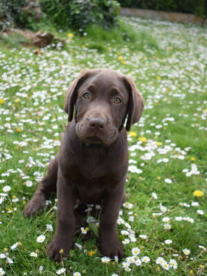 Thor - Mâle labrador chocolat