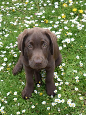 Thor - Mâle labrador chocolat