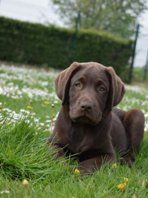 Thor - Mâle labrador chocolat