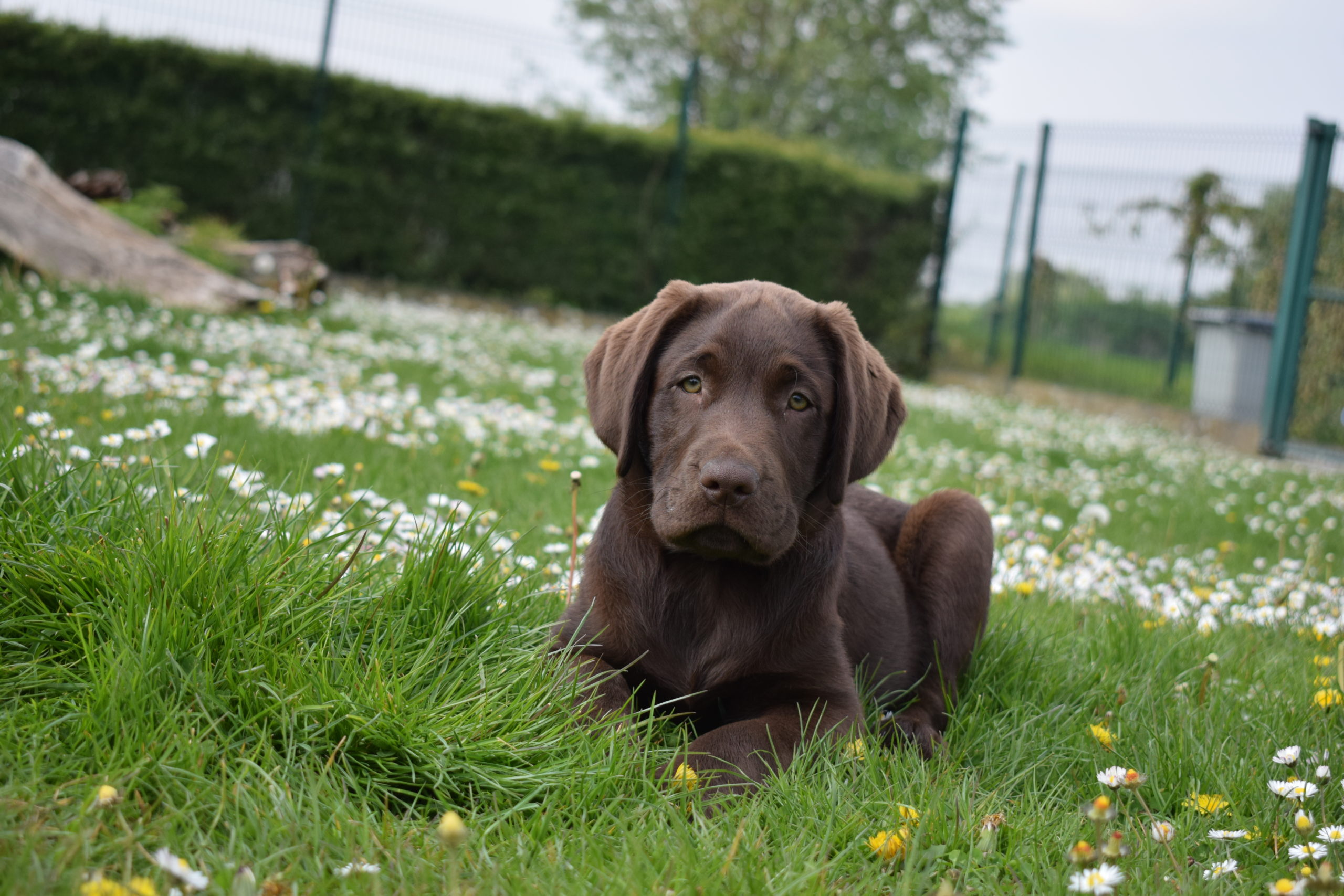 Thor - Mâle labrador chocolat