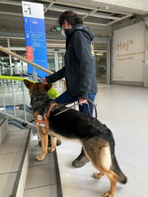 Ragga petit chien grand destin en cours d'éducation