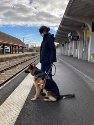 Ragga petit chien grand destin en cours d'éducation