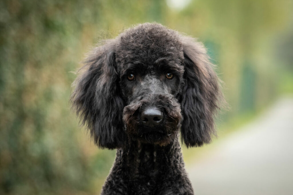 labradoodle noir