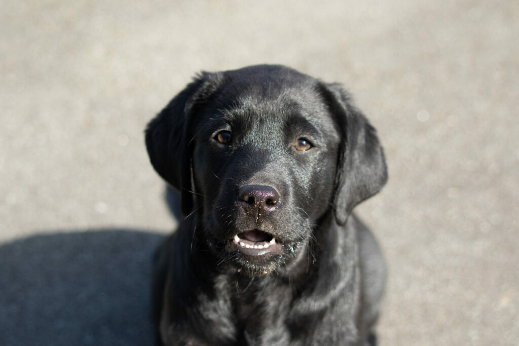 Selfie - femelle labrador noire