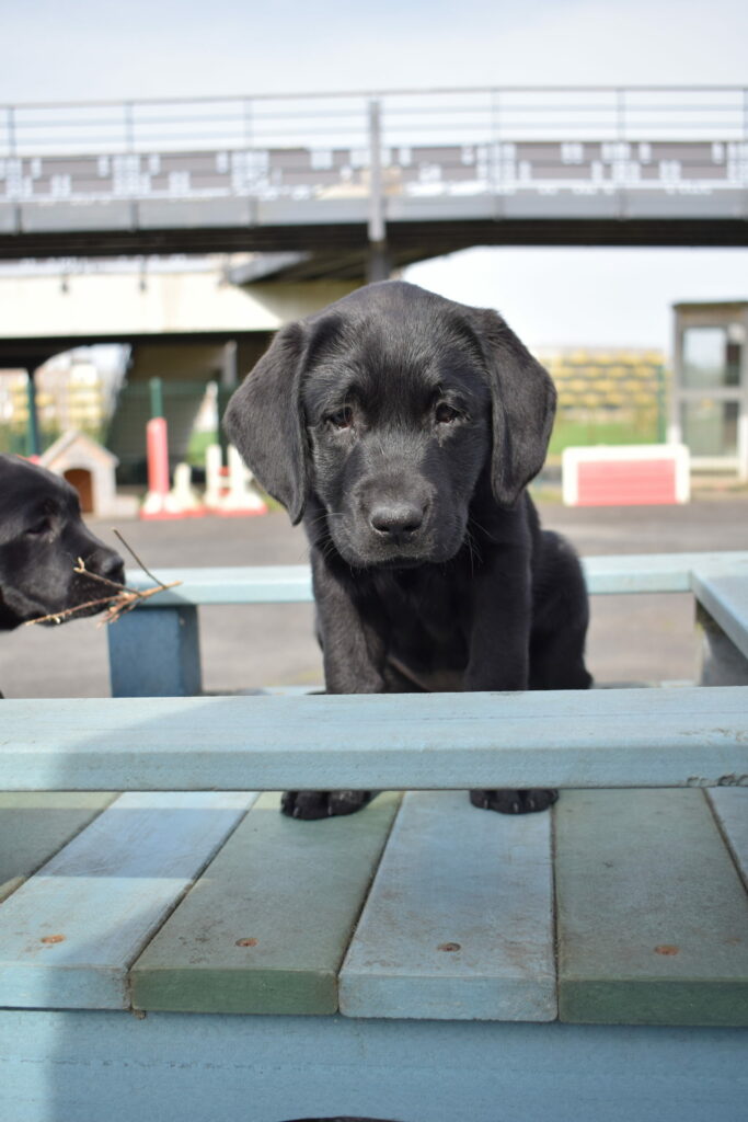 Tika petit chien grand destin