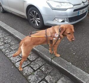 Reiki petit chien grand destin
