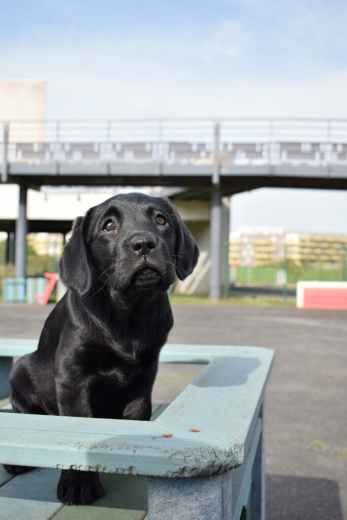 Thaï petit chien grand destin