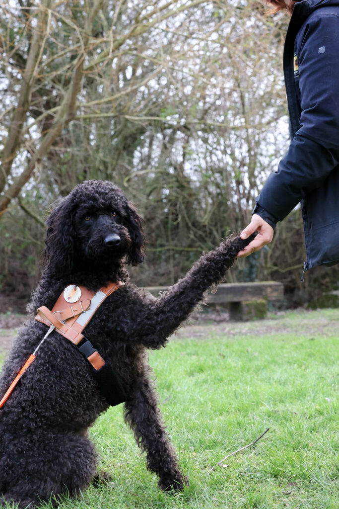 Legs et assurance vie labradoodle qui donne la patte à son éducatrice