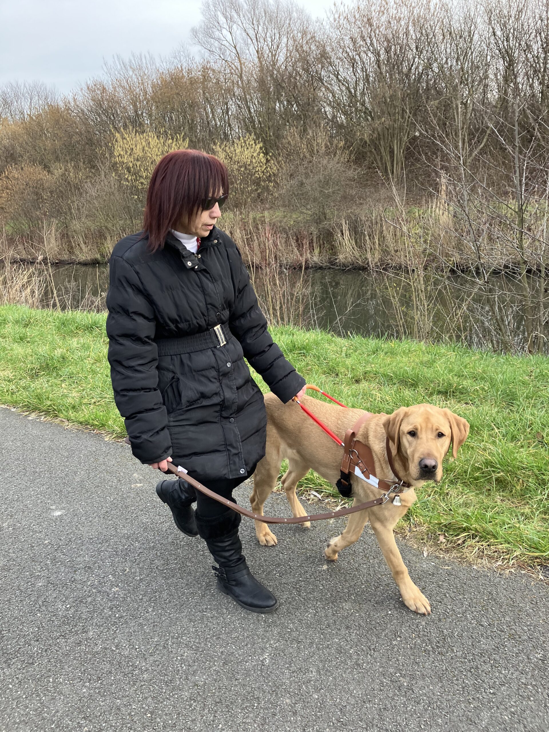 Remise de Rebel, une dame se déplace avec son chien guide labrador sable