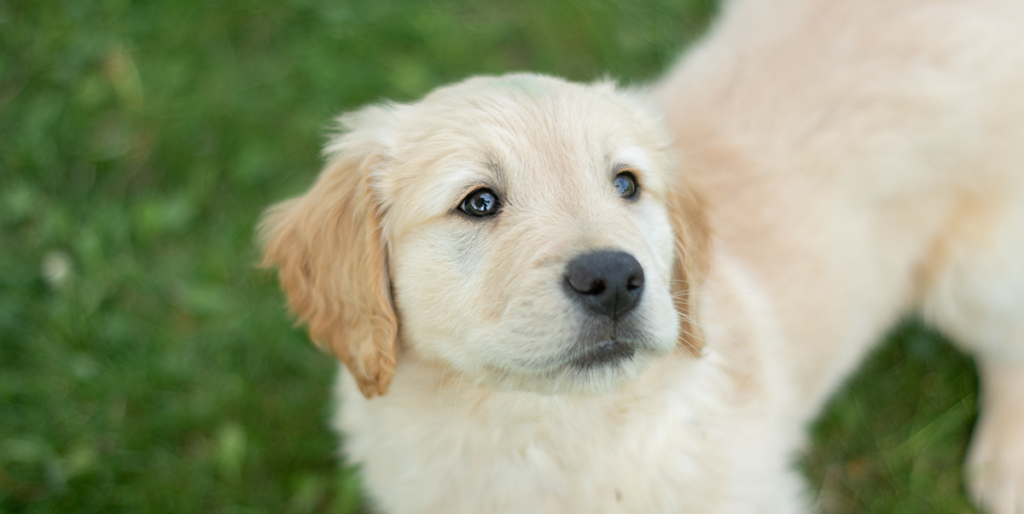 slider - chiot golden retriever