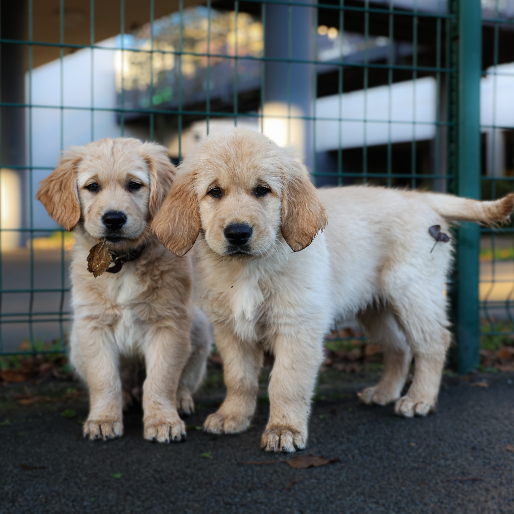 faire un don en ligne - deux chiots golden retriever