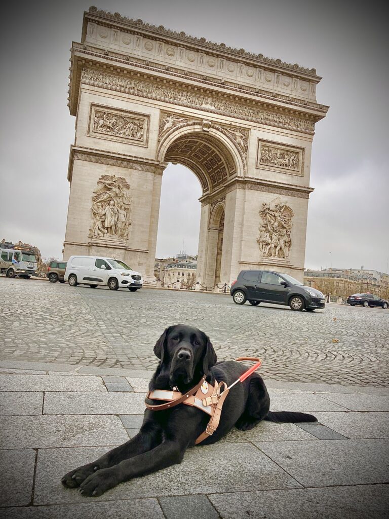 chiens guides poubelles parisiennes - devant l'arc de triomphe, un labrador noir avec son harnais de guide couché
