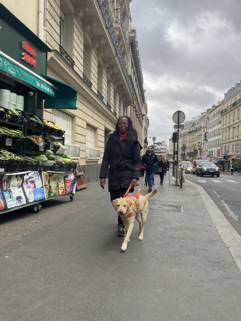Remise de Sigma, femelle labrador sable, une dame marche sur le trottoir avec son chien guide