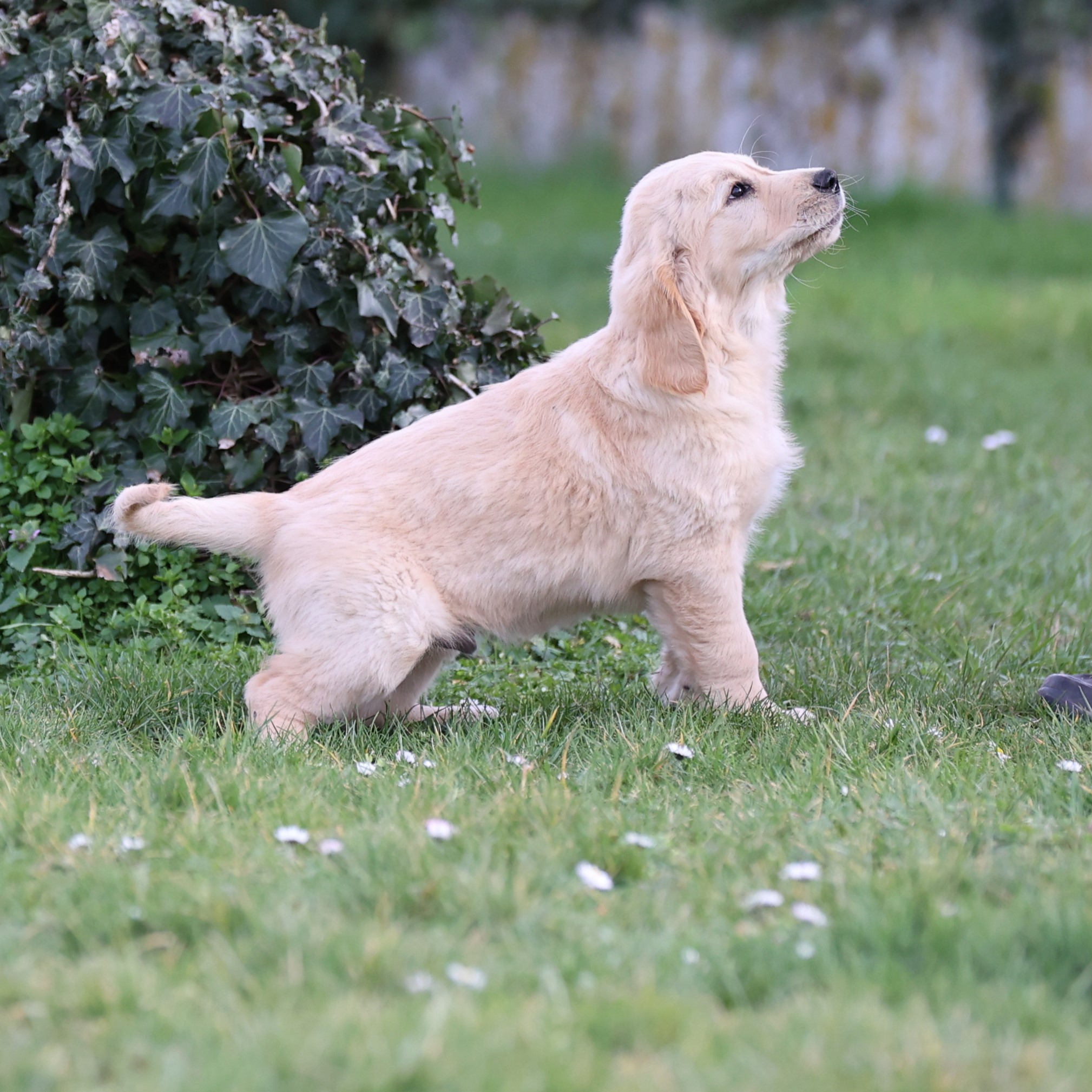 Unix, petit chien grand destin