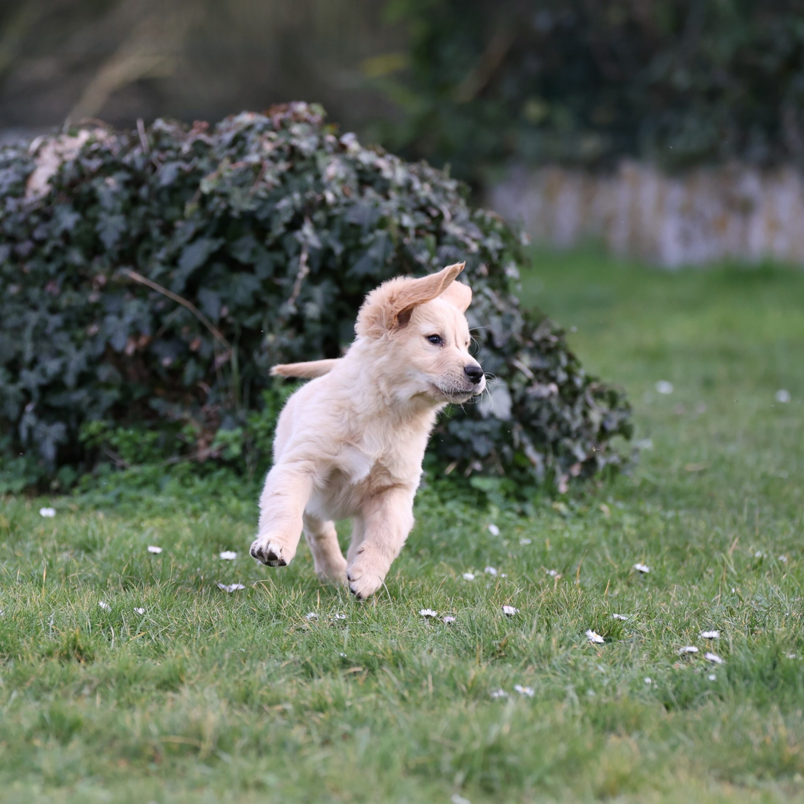 Unix, petit chien grand destin