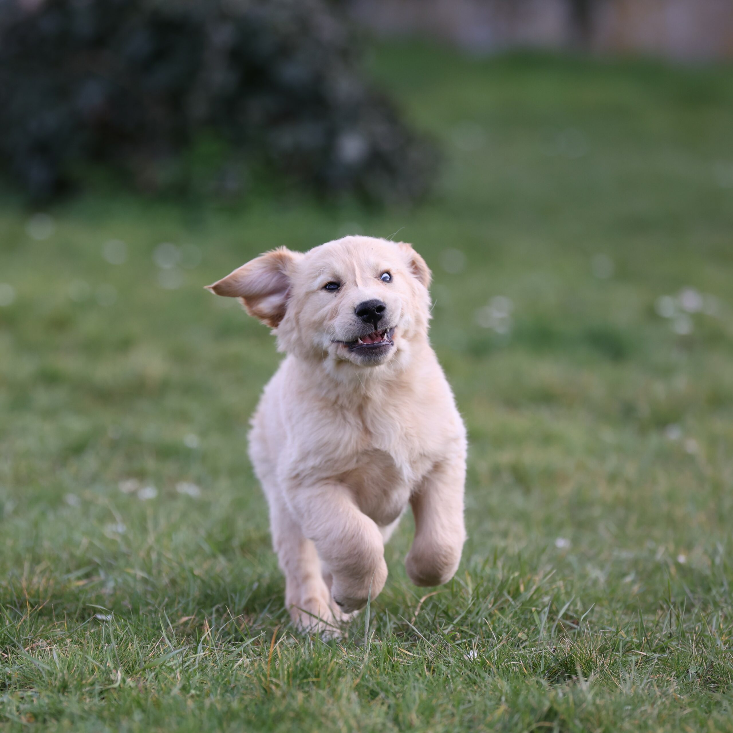 Unix, petit chien grand destin