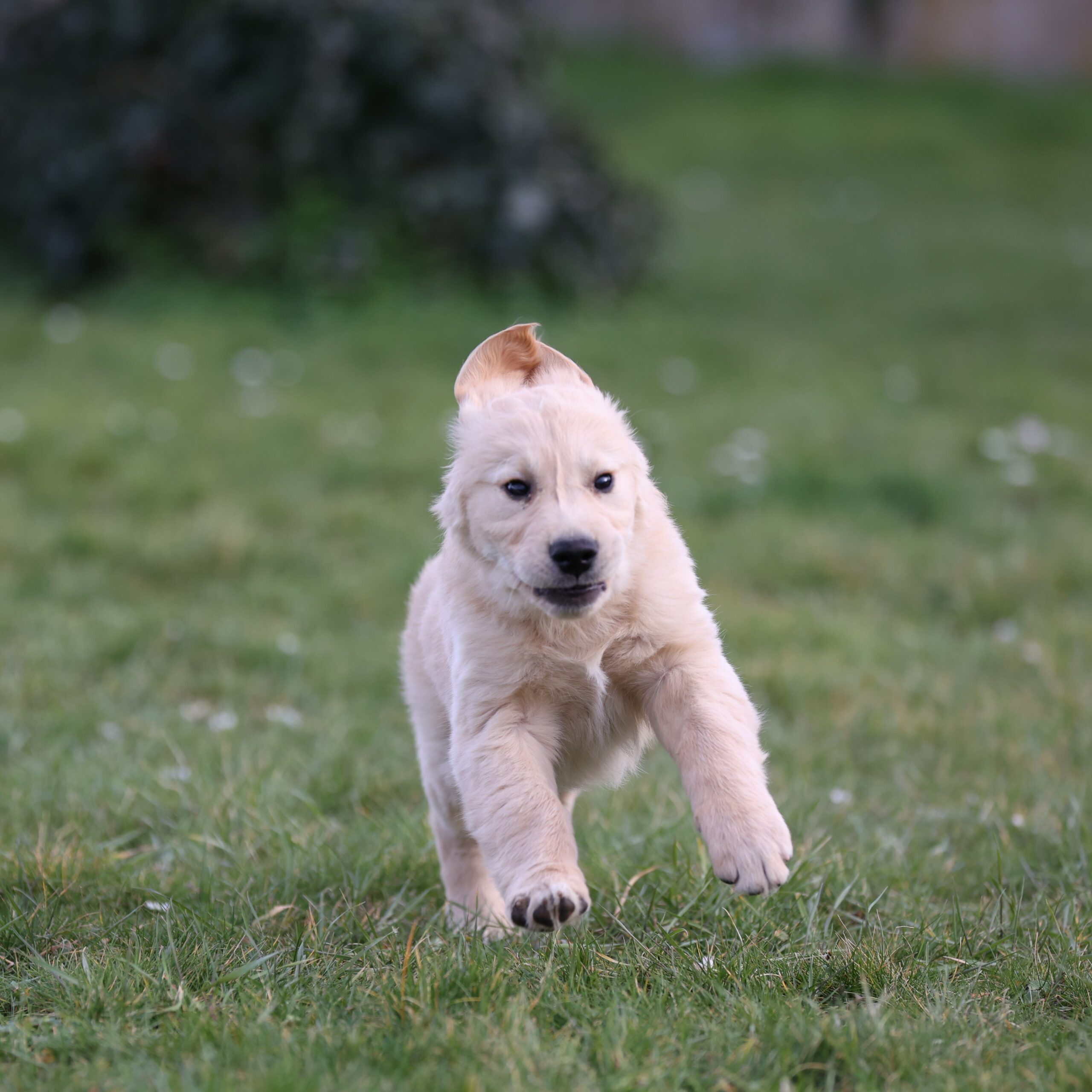 Unix, petit chien grand destin