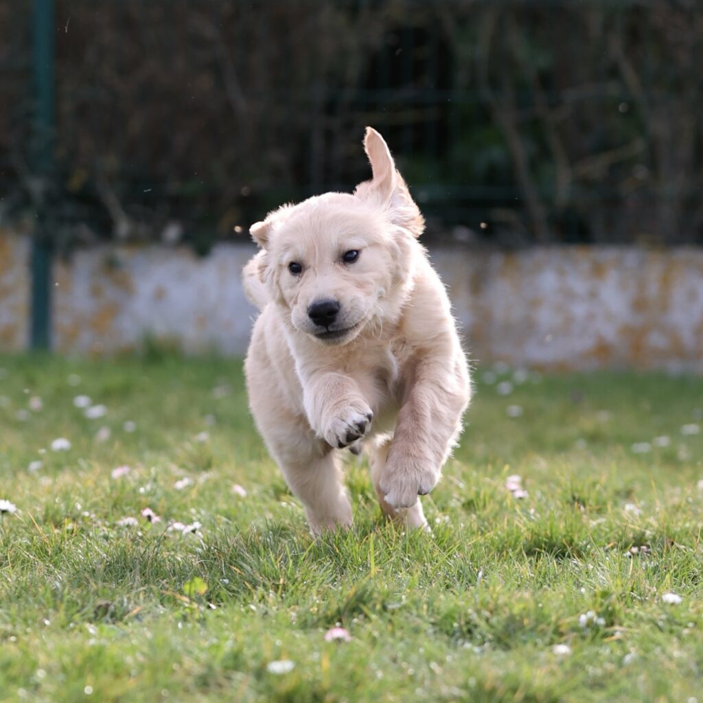 Unix, petit chien grand destin