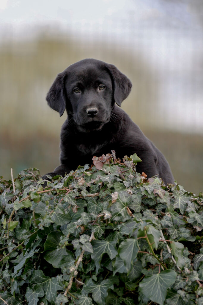 Urbain, petit chien grand destin