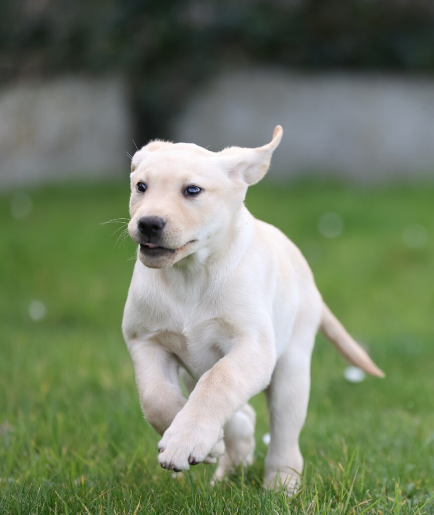 Uxia, petit chien grand destin