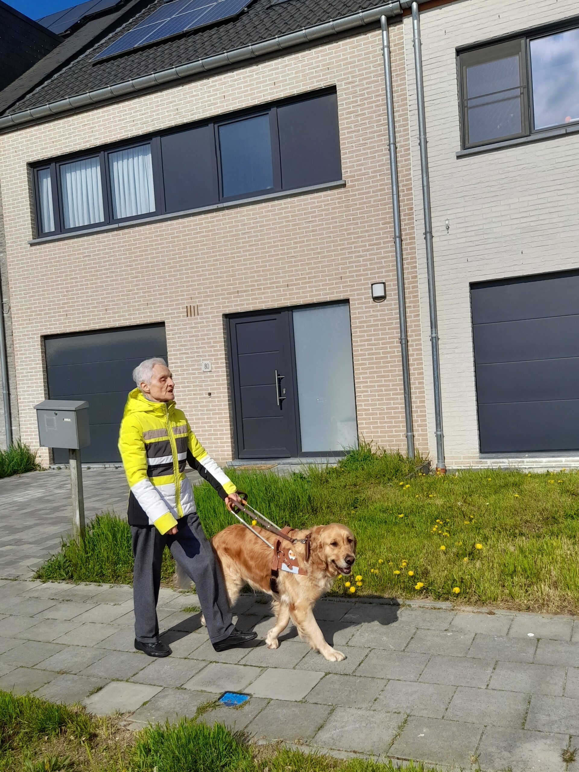 Remise de Scout - golden retriever chien guide d'aveugle qui guide sa maitresse dans les rues de Belgique