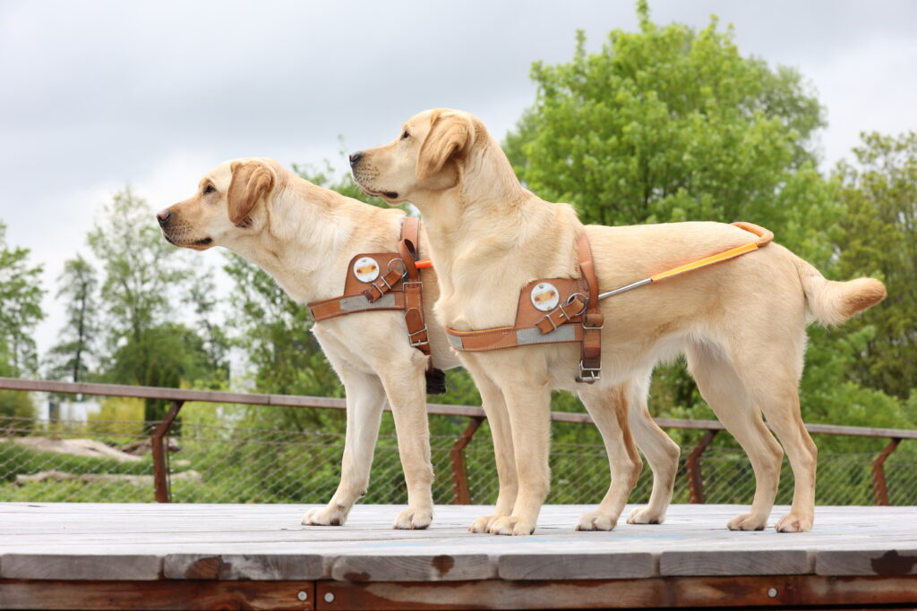 le labrador - chiens guides d'aveugles