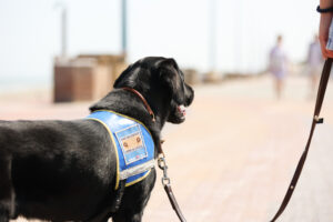 le labrador - chiens guides d'aveugles