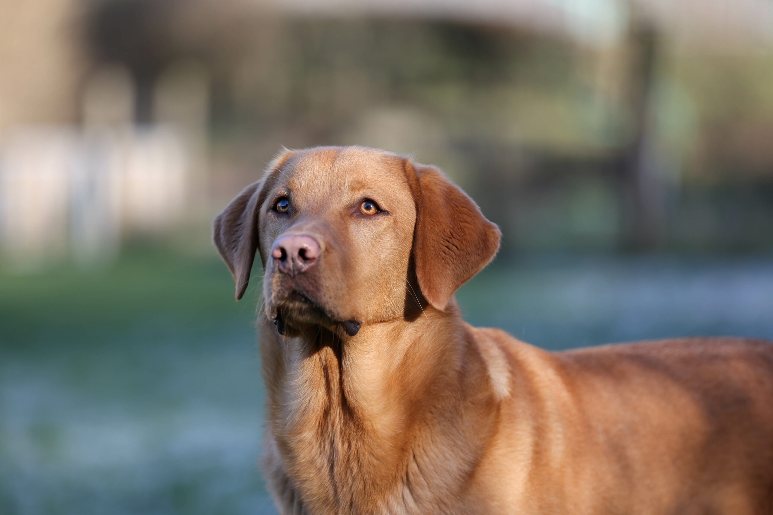 le labrador - chiens guides d'aveugles