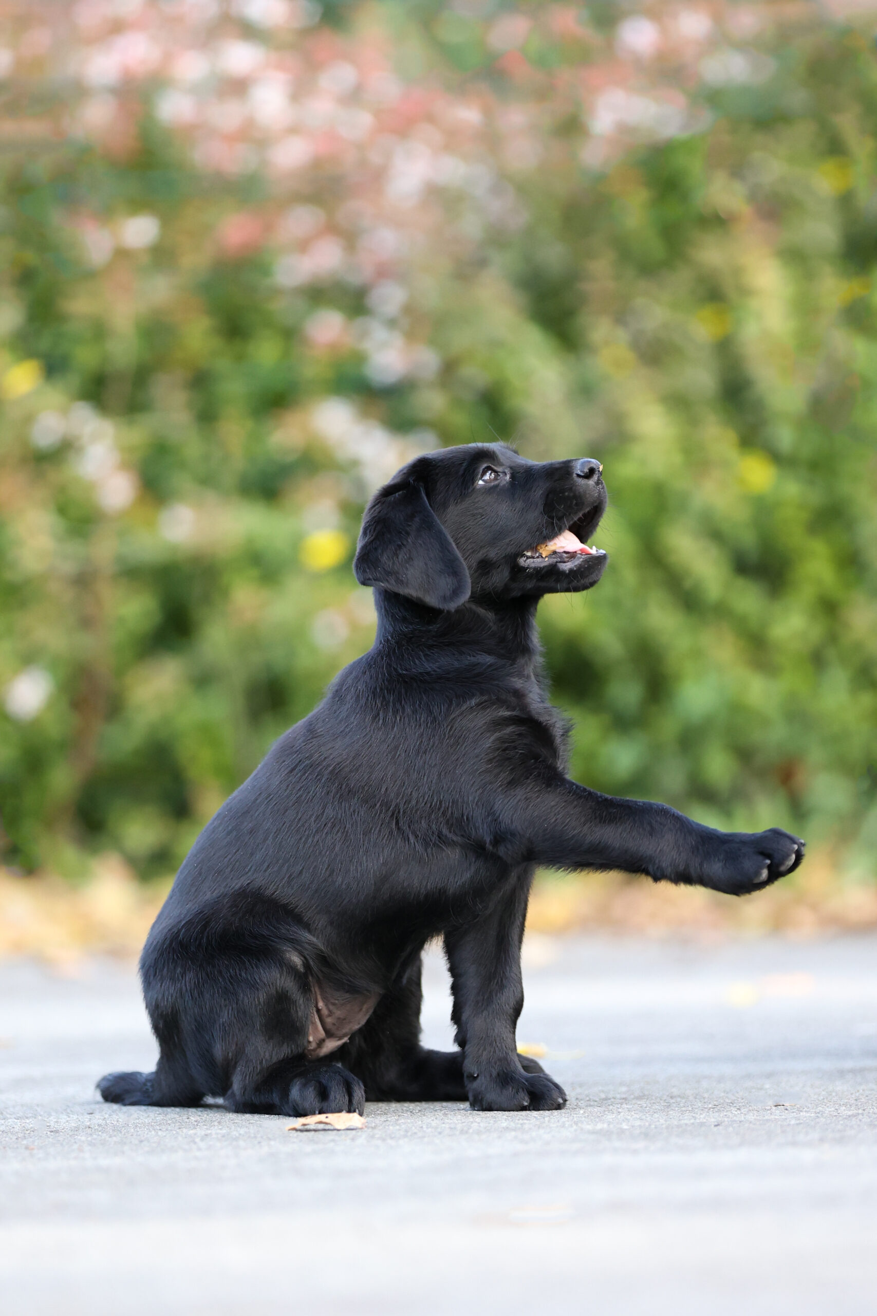 le labrador - chiens guides d'aveugles