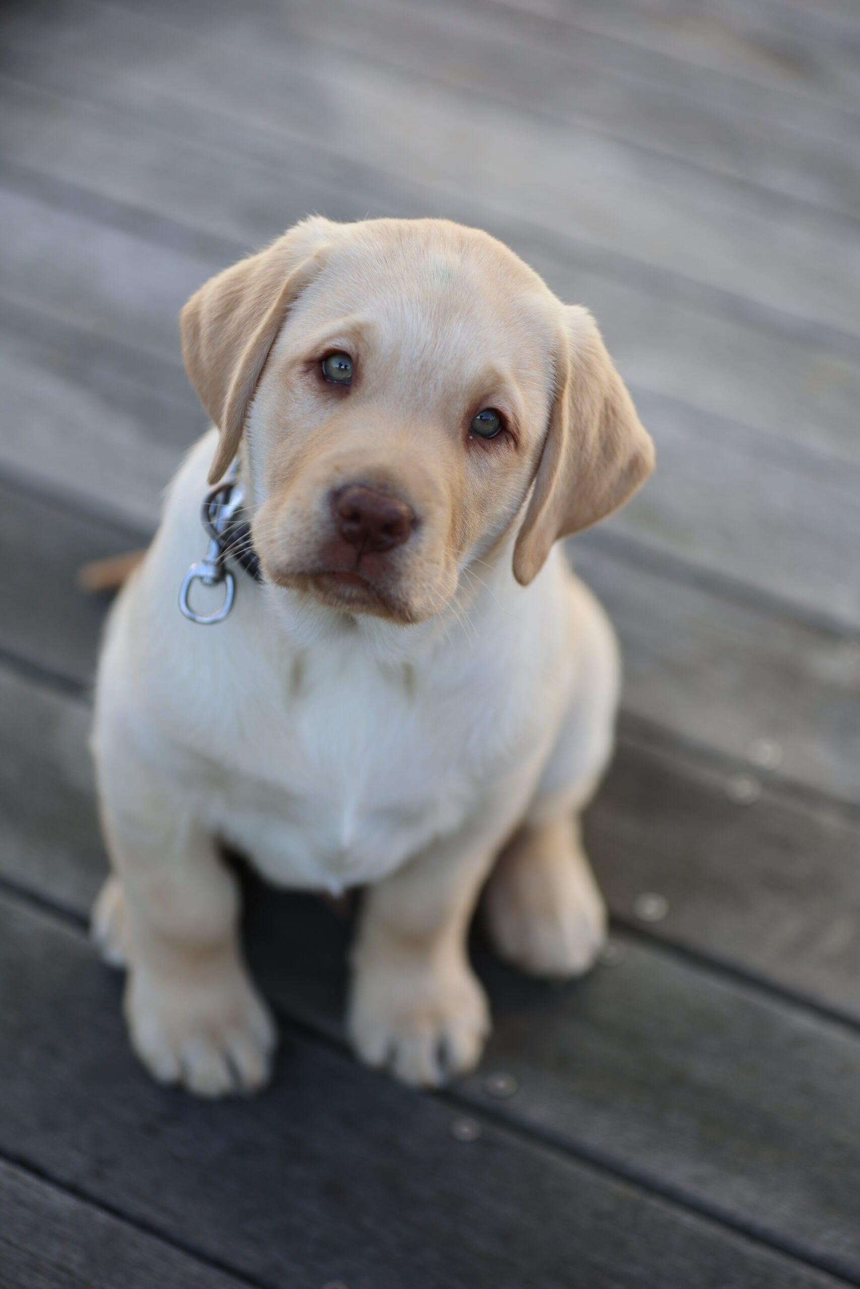 Apple petit chien grand destin