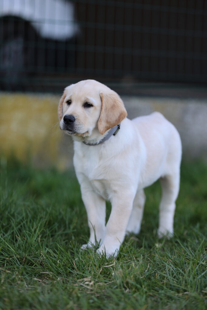 Abby - petit chien grand destin