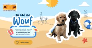 Cahier de vacances des chiens guides du nord